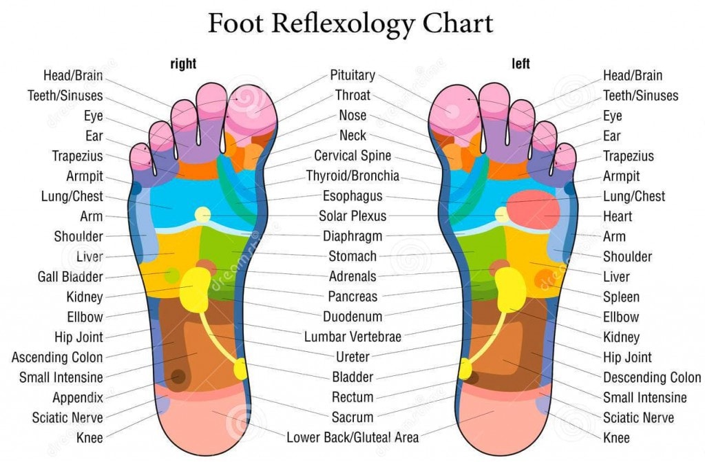 Reflexology chart Reflexology chart